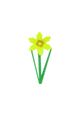 Daffodil