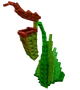 Pitcher Plant